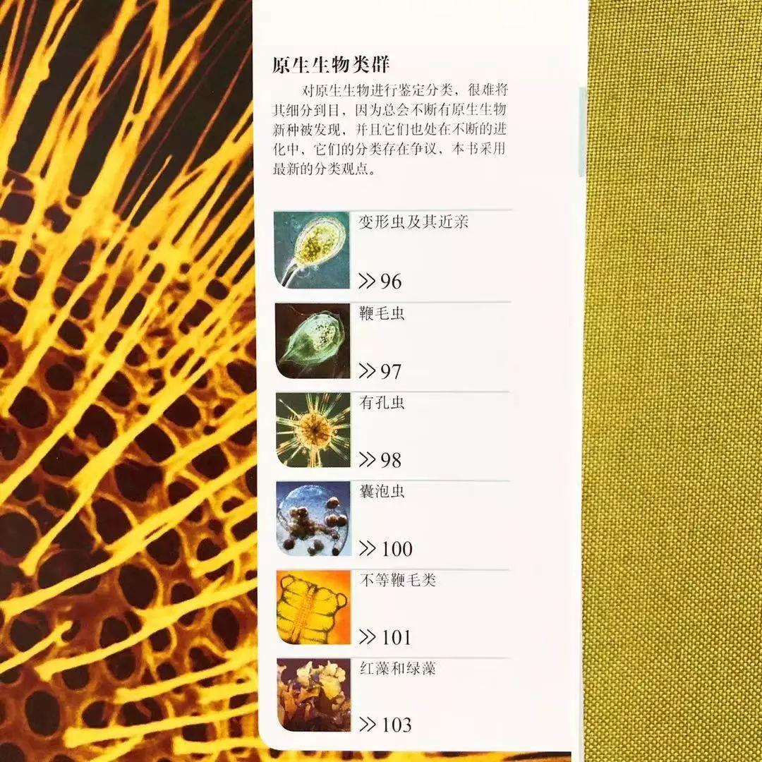 dk系列书籍六岁孩子适合入手哪些,dk儿童认知书推荐