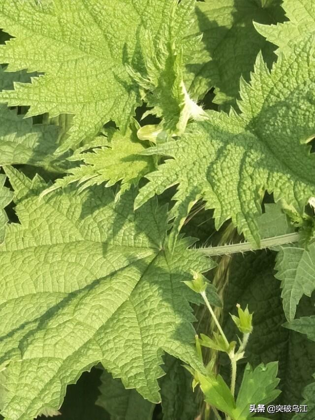 你认识植物苘麻吗,活麻的原理是什么
