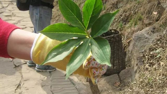 新鲜野生七叶一枝花能治病吗,农村野生七叶一枝花