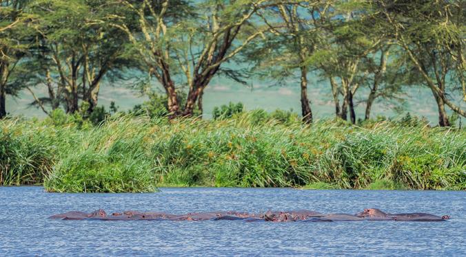 坦桑尼亚之旅,坦桑尼亚东非草原