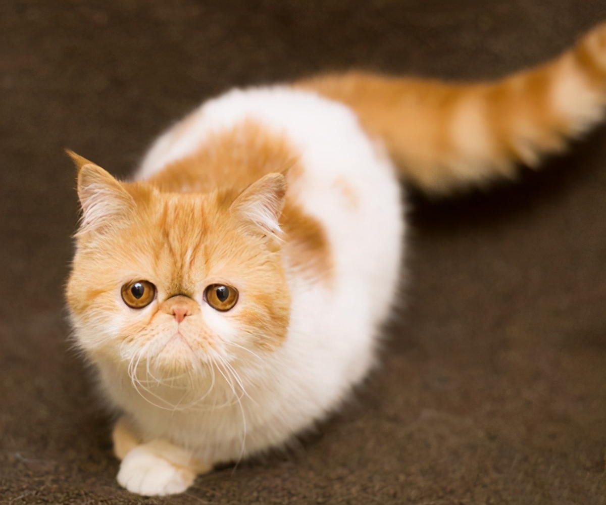 加菲猫如何养才健康,加菲猫怎么养才正确