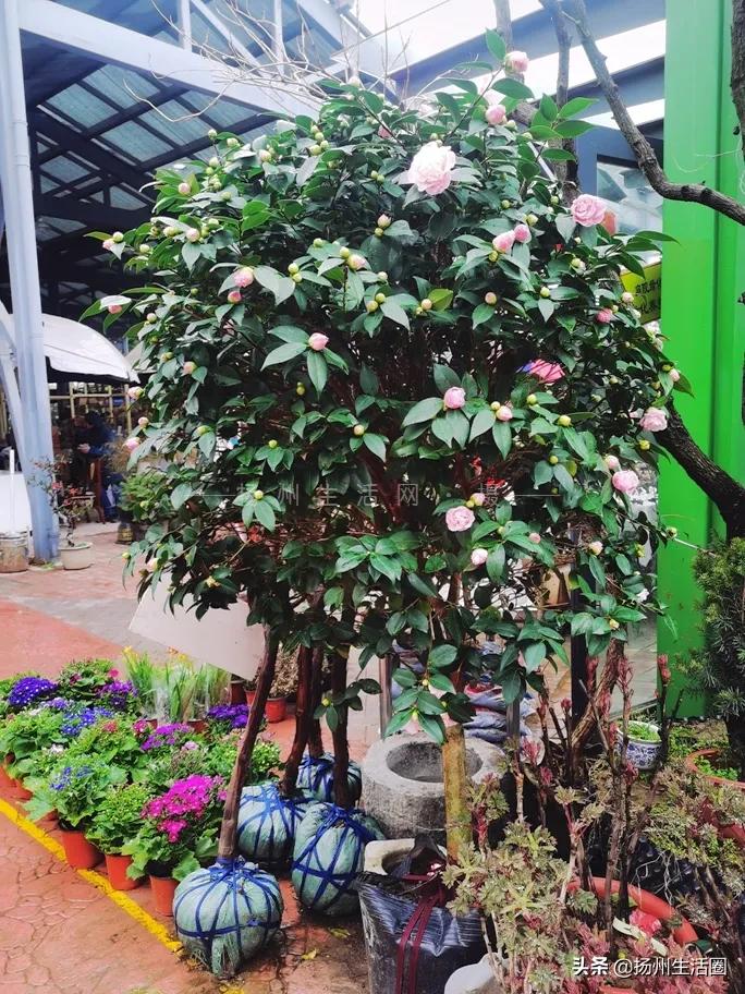 2元花盆批发清仓,2元花卉批发市场