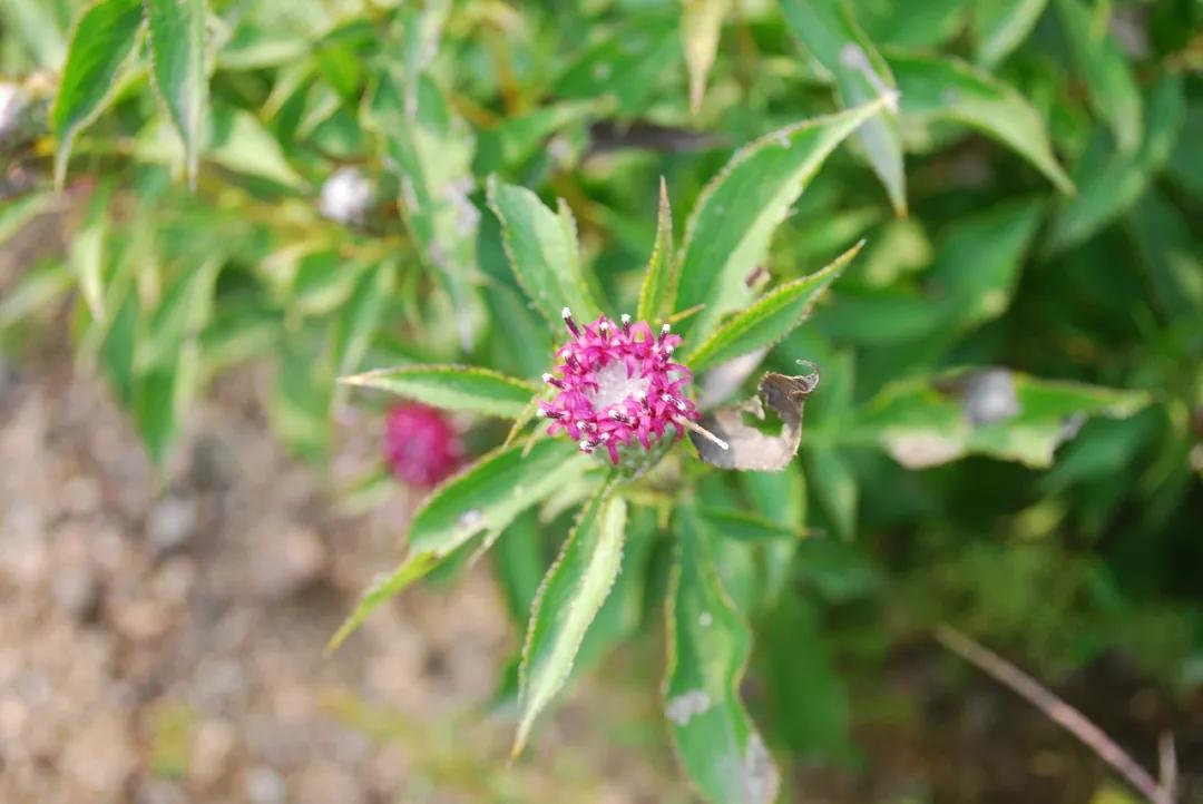 冬天常见中药植物图片及功效,花期长的草本植物图片