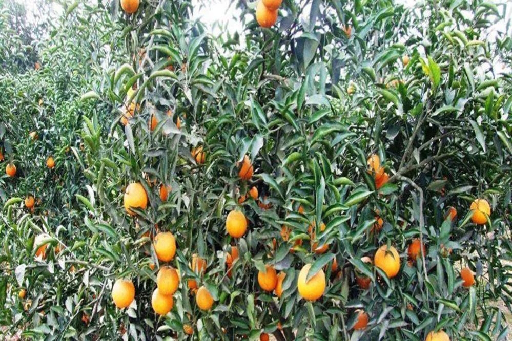 哪个地方出产的橙子最好吃,现在哪里的橙子最好吃