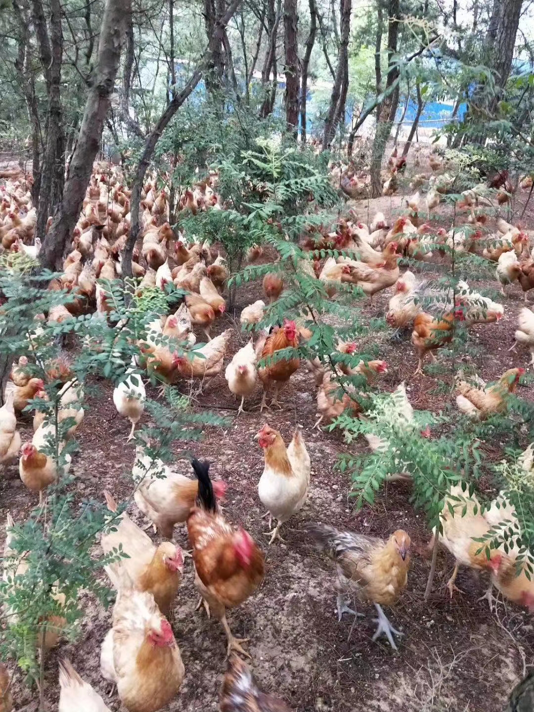 养鸡技术大全土鸡,土鸡养鸡盈利模式