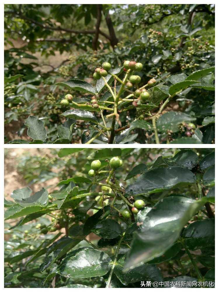 花椒大量落果怎么办,花椒树落果是怎么回事