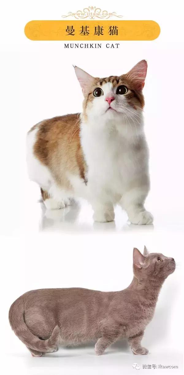 搜猫咪各种图片,世界猫咪图录