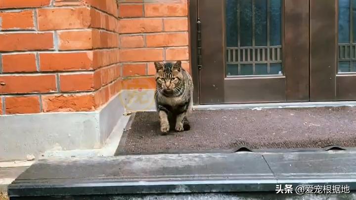 同伴被困空房子,流浪猫向人类求助,获救后它竟主动让出食物