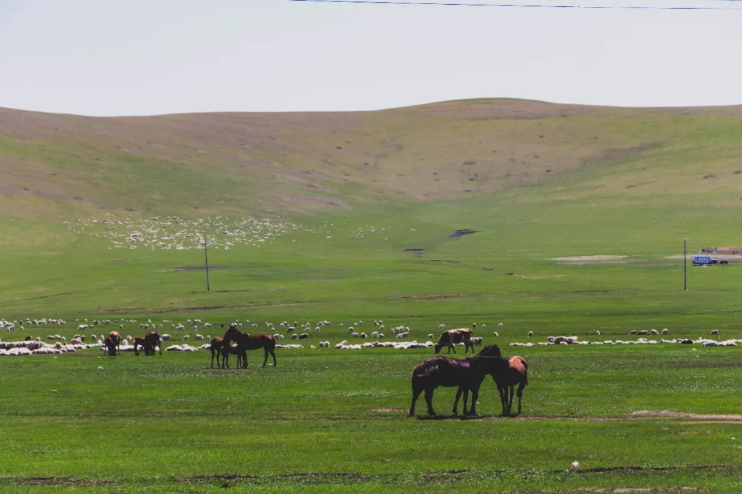 自驾三天呼伦贝尔大草原,自驾去呼伦贝尔草原七日游的攻略