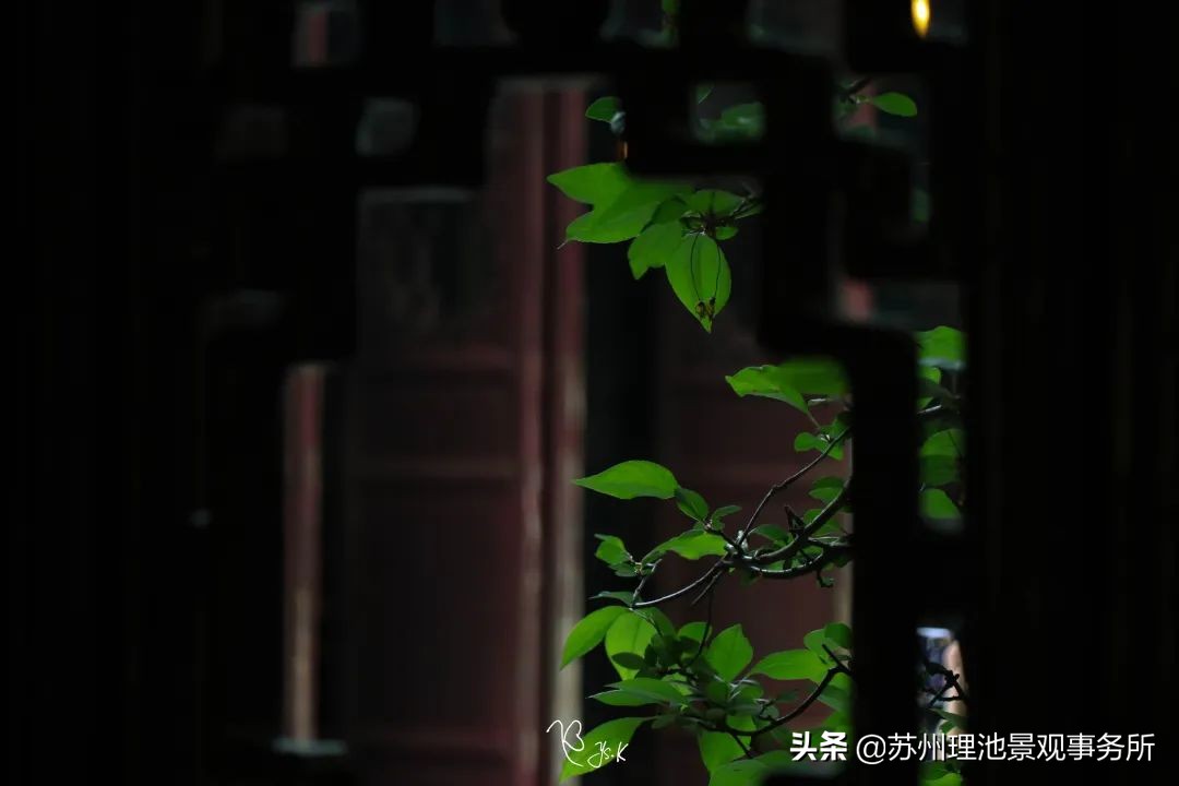 园林景观的文化特征,园林里有哪些文化