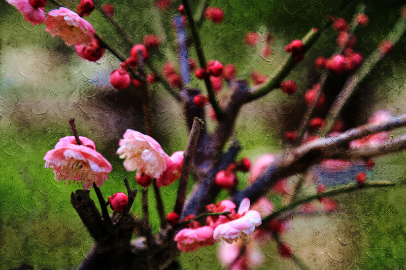 南京古林梅岭，二梅报春；盆景园梅花，婀娜多姿