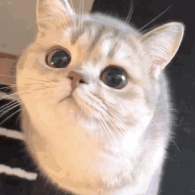 猫咪自然脱落的胡须能带来好运吗,猫咪的胡须不小心被撩了还能长吗