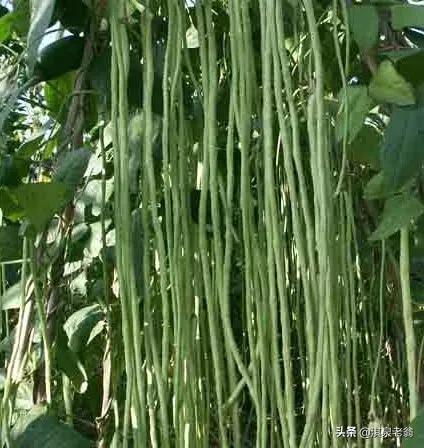 长豆角种植注意哪些病害,长江中下游夏季能几月份种植豆角