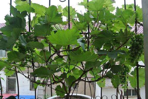 乡下比较适合的爬藤植物,有院子必养4种爬藤花