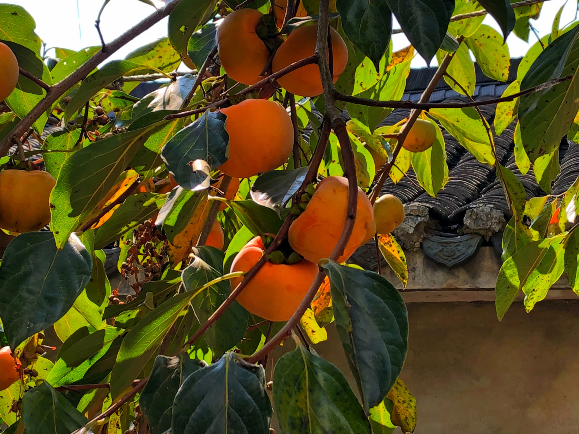让你回忆一下小时候爬树摘果子,爬树摘石榴小时候的感觉