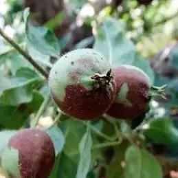 苹果树病虫害防治视频,苹果树病虫害全年防治大全