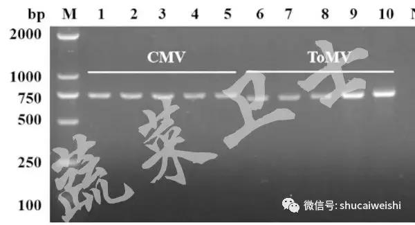 番茄花脸用啥治疗最快,番茄花脸果怎么形成的