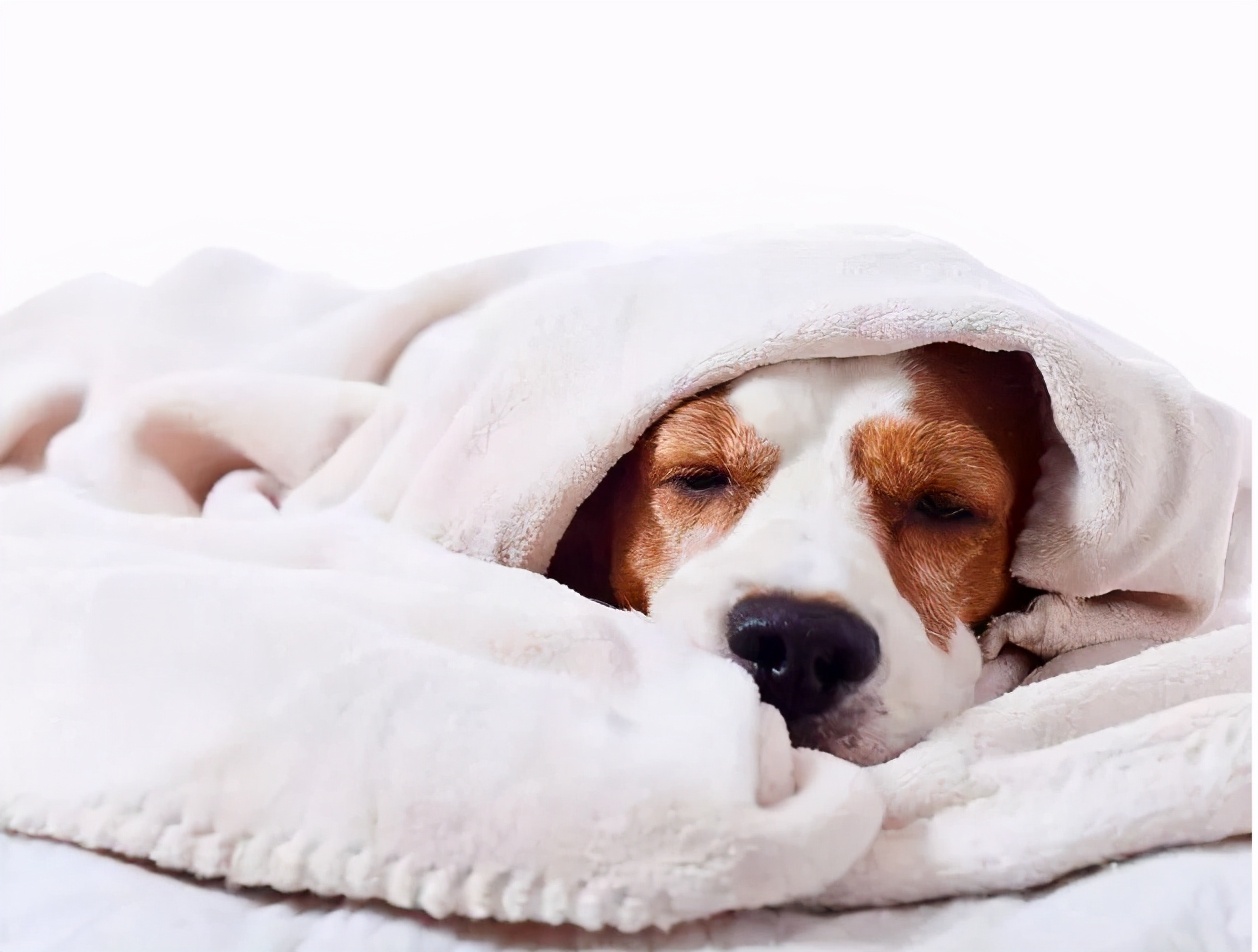 狗狗为什么经常哈气,狗狗不停哈气呼吸急促是怎么回事