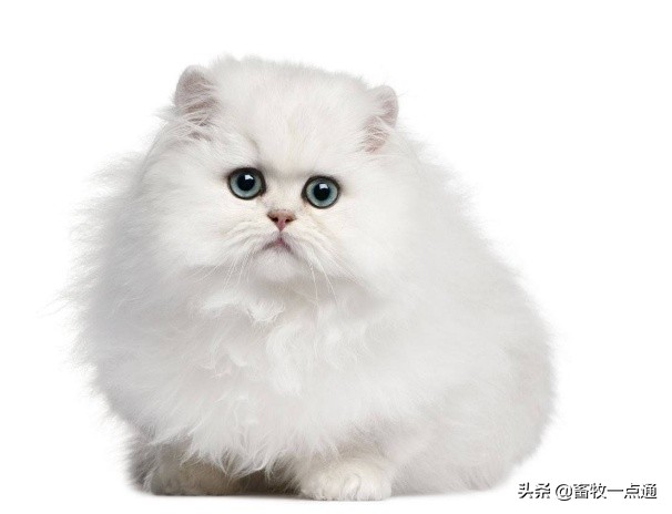 猫腹膜炎的症状及治疗方法,猫传染性腹膜炎治疗处方单