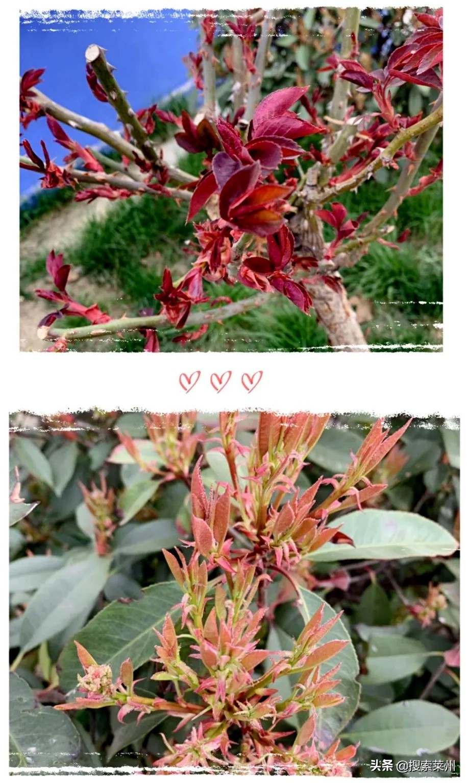 春满校园春暖花开,沙河镇中心小学校园