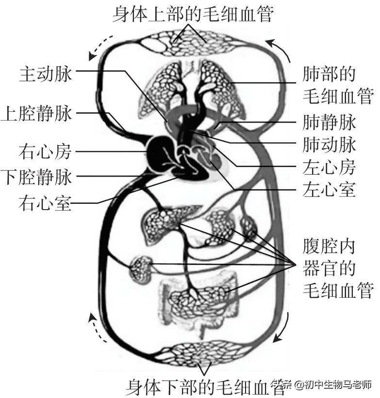 中考生物复习要点速记（人教版）第四单元生物圈中的人