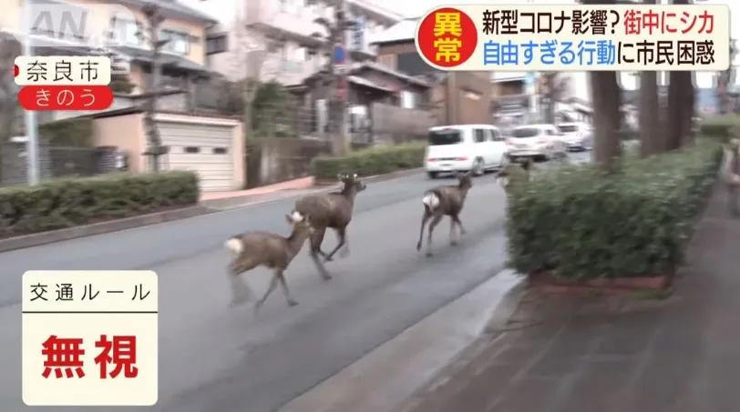 少了中国游客，整个旅游生态圈都乱了！