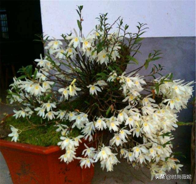 中国十大中药盆景,什么中药盆景越养越值钱