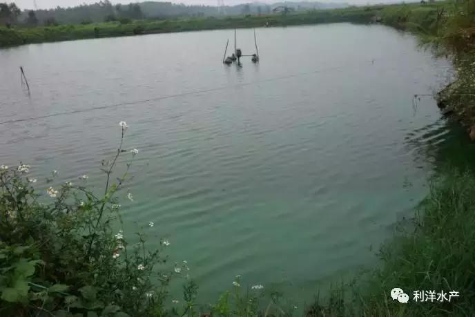 南美白虾和罗非鱼怎么混养,南美白对虾与罗非鱼混养技术