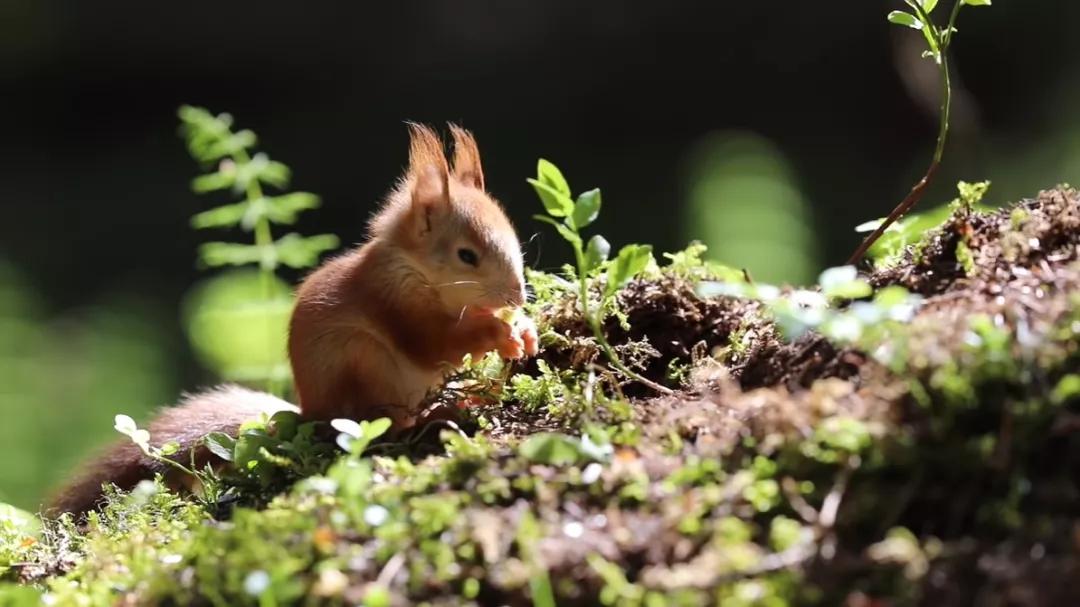 葬礼当天，她成为了四个孩子的“后妈”，网友：这是童话故事吧