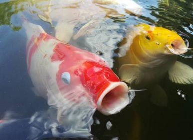 养鱼这么多年，是否还在为流量扬程排气量等困扰？