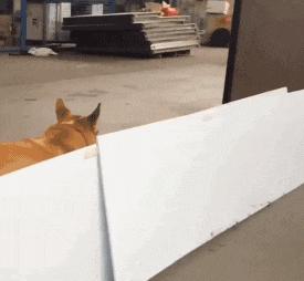 滑稽gif图,鞋子搞笑gif