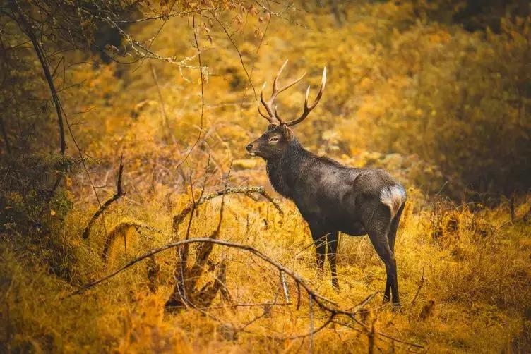 上焦山看云海，奇趣动物之旅，这个地方离成都只有4个小时车程