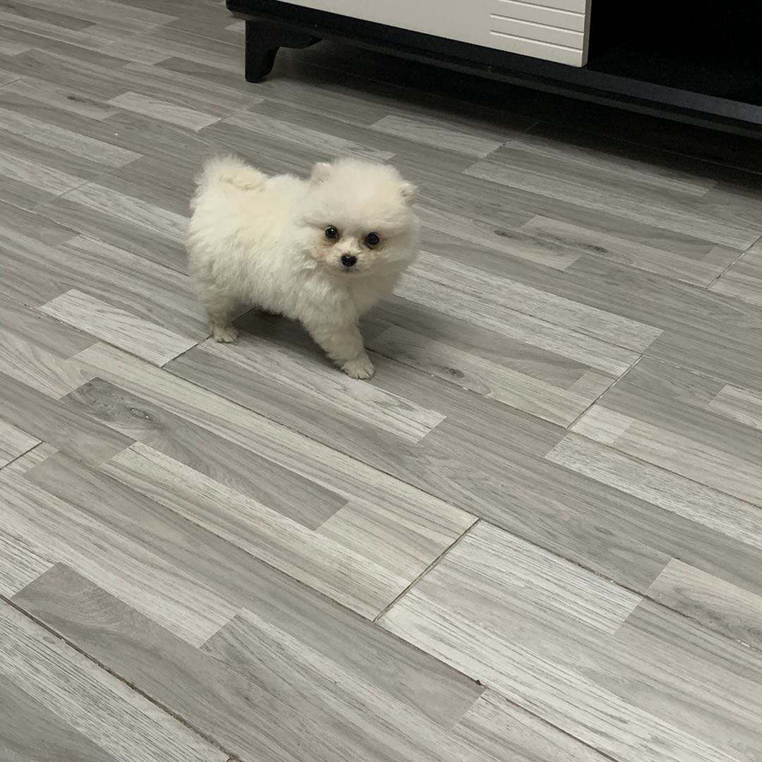 为什么狗市的狗买回来不好养,为啥狗市买回去的狗很快就细小