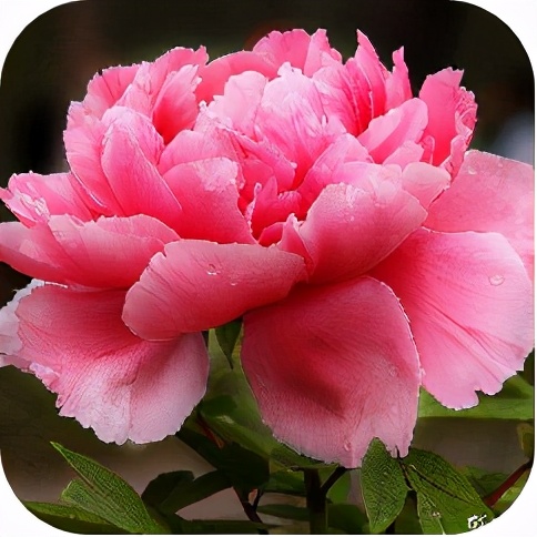 黛昂丝和圣迪妮尔芙蓉霜,中国民族品牌黛昂丝芙蓉霜