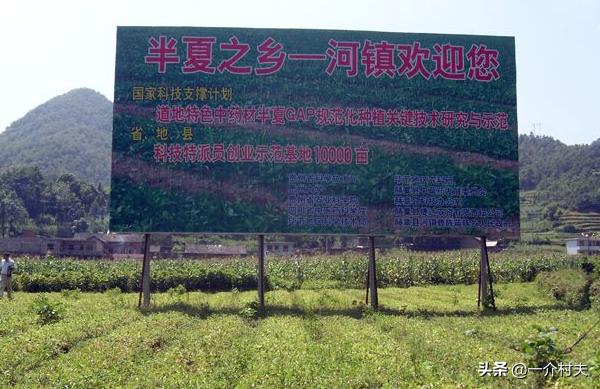 玉米地一种常见野草，农民见了就拔，却不知其比玉米贵50倍