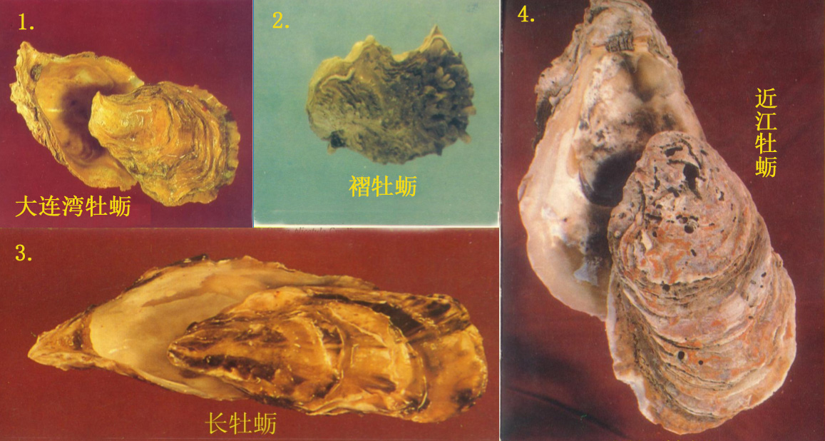 “海中牛奶”生蚝究竟能不能生吃?一篇文章解析牡蛎的养殖与品质