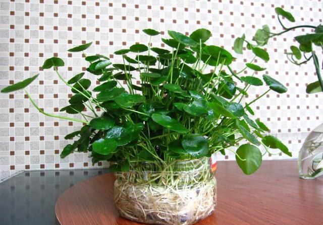 家中水养的15种花,这5种花特别耐涝越浇水越会爆盆