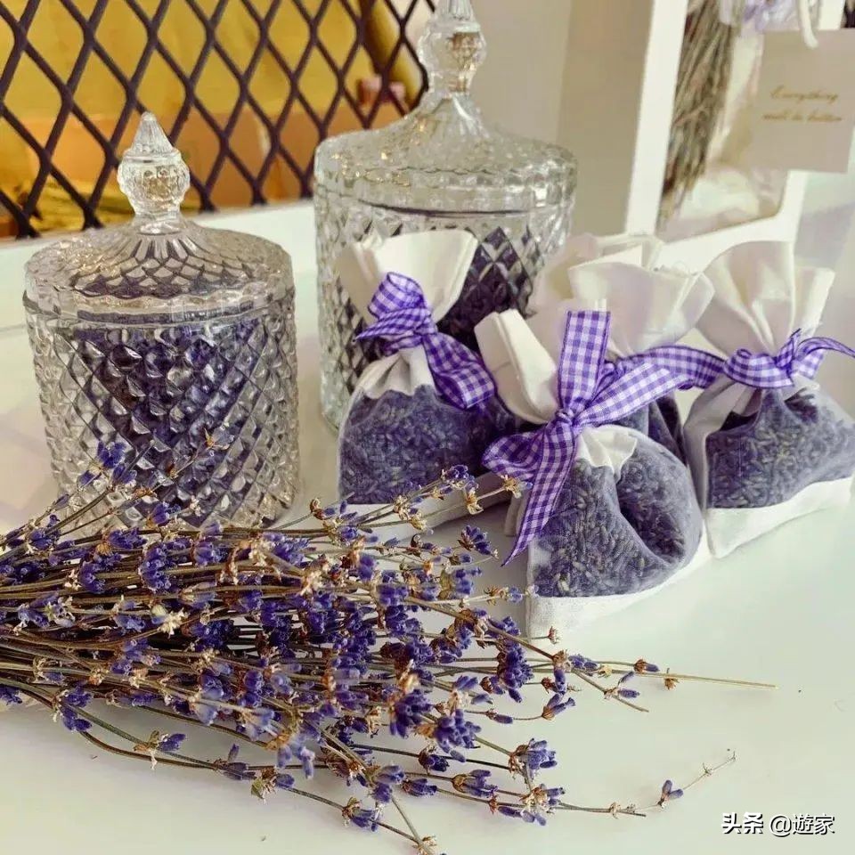 又到了薰衣草盛开的季节,上海市薰衣草花海