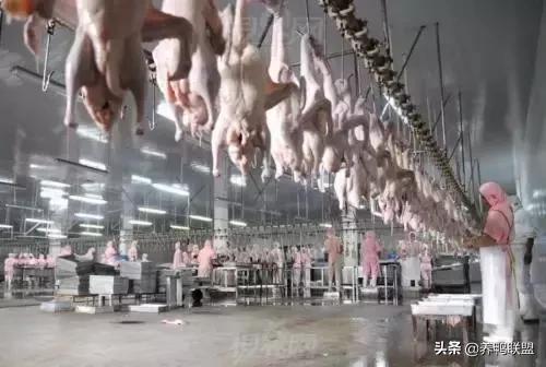 肉鸭养殖行情,肉鸭养殖前景及市场行情