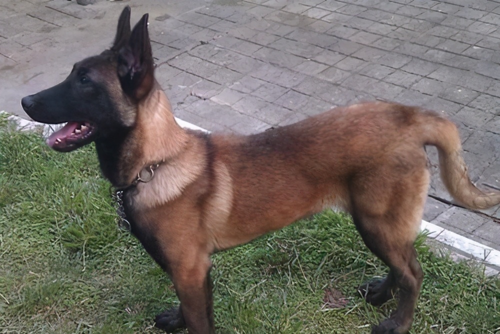 马犬和德牧杂交的后代好看吗,马犬凭什么叫板德牧一哥