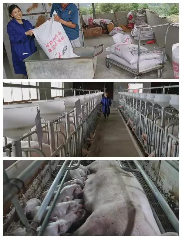 母猪奶水不好便秘怎么办,哺乳母猪便秘严重不吃食怎么治