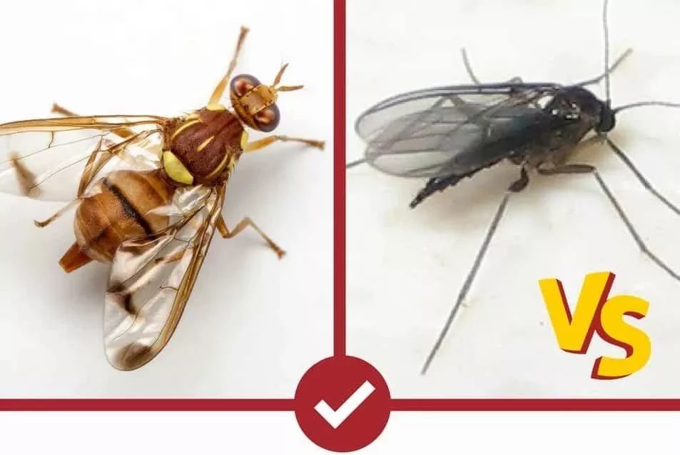 盆栽土壤有小黑飞怎么处理,防小黑飞的植物