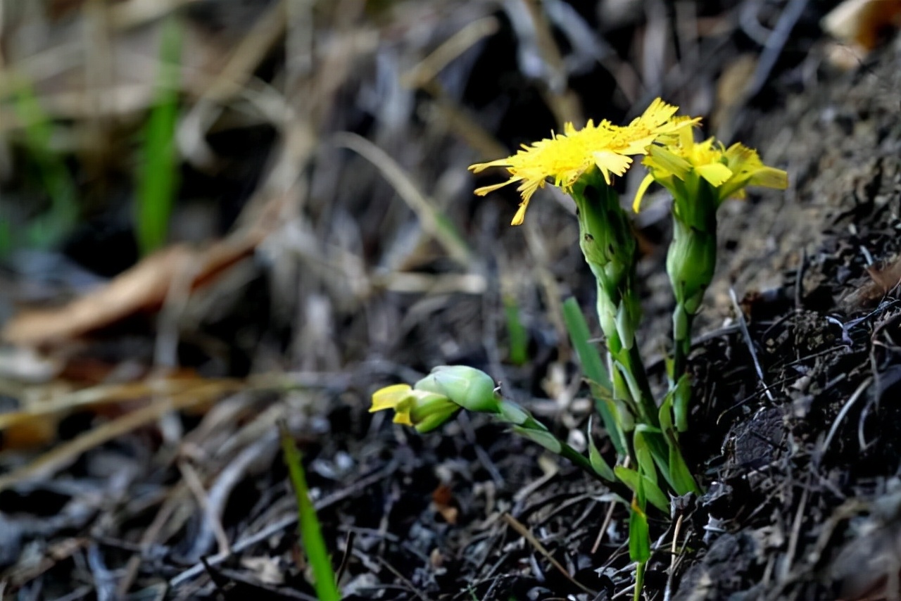 野生路边菊图片大全,农村山上的那种黄色的野菊花