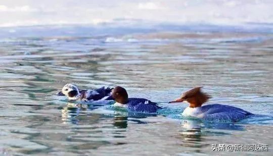 2020年1月27日新疆时政要闻,7月1日新疆新闻重点内容