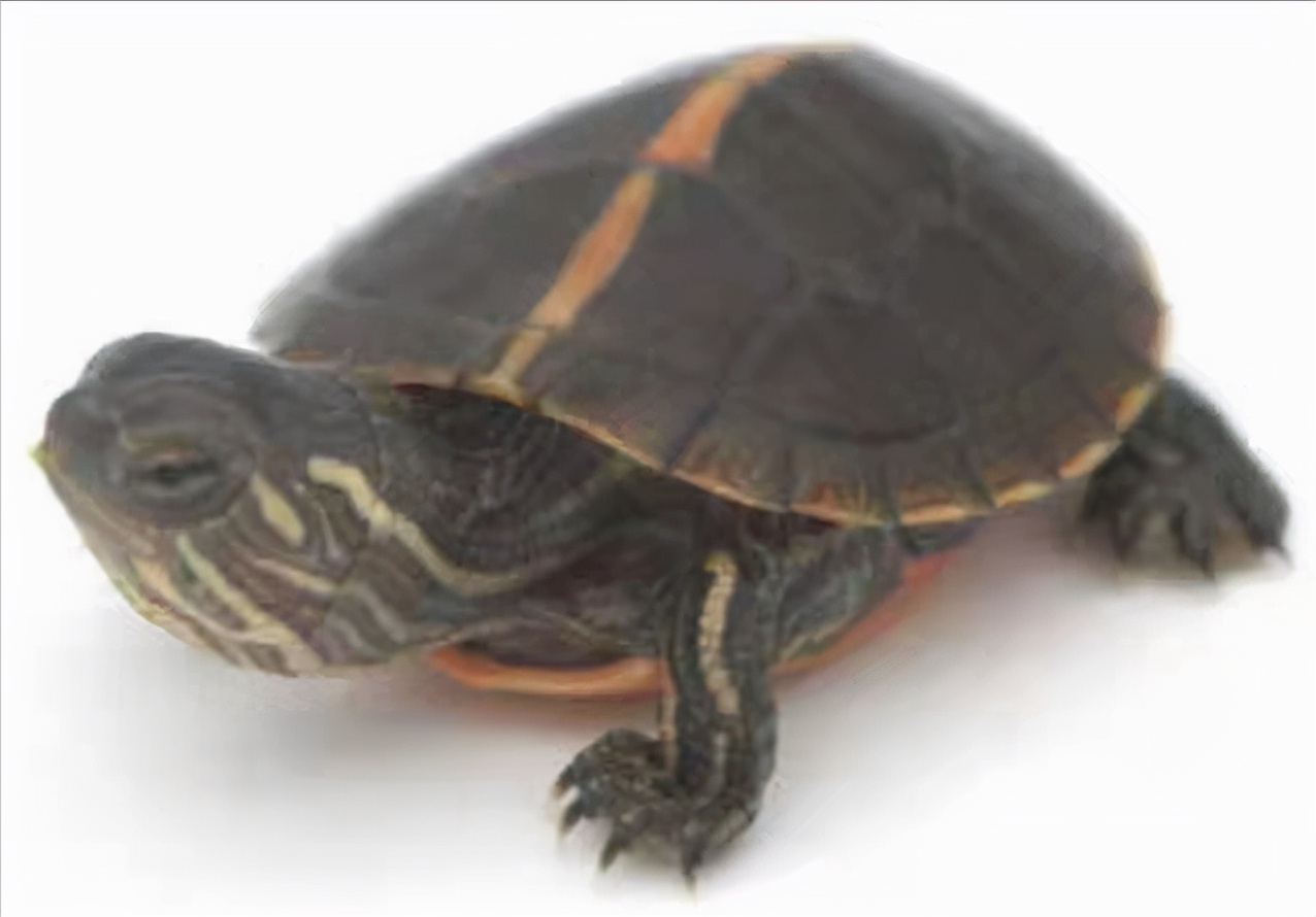 育龟龟粮系列怎么选,头盔龟和巨头龟怎么选