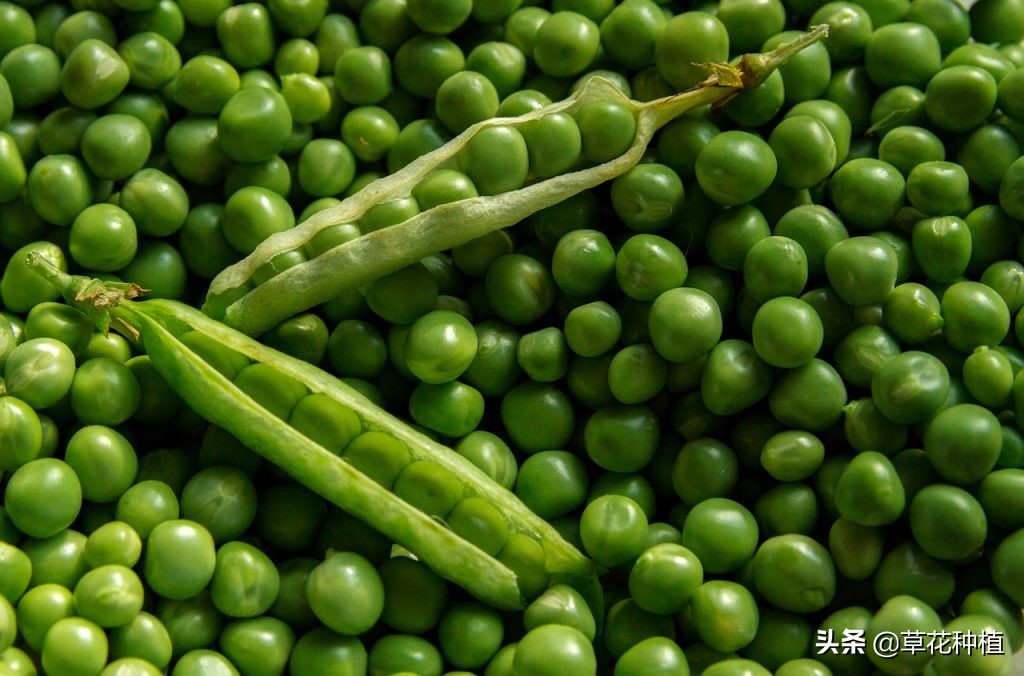 豌豆生长对氮磷钾的要求,野豌豆能对土壤起到固氮作用吗