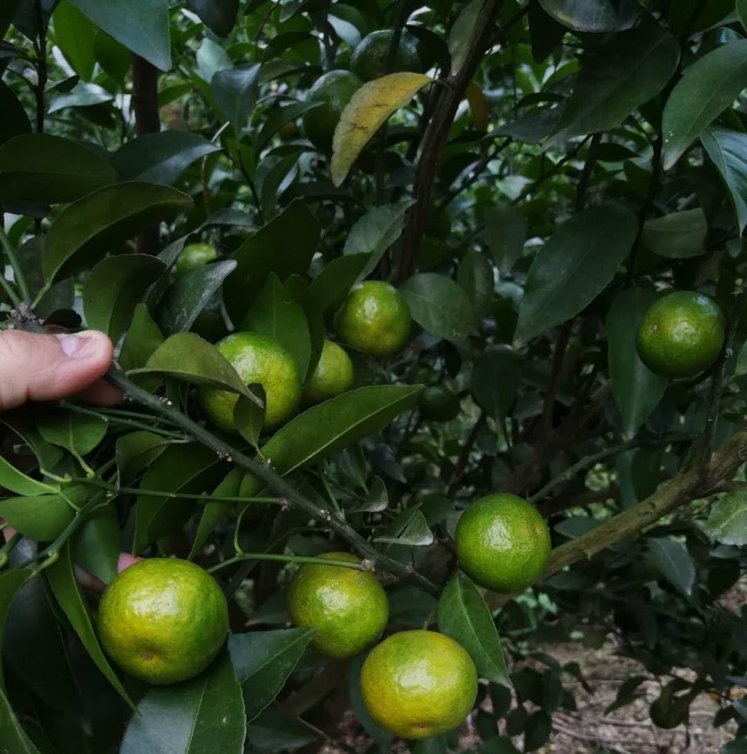 到底什么时候打着色剂好？用了几年的果农告诉你，实际效果如何