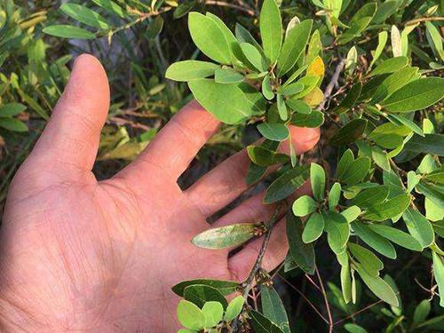 蚊母盆景几月修剪,三峡蚊母盆景修剪图解