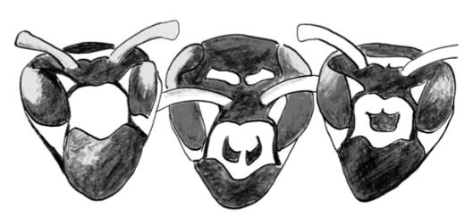 动物“耍”起聪明来，也许颠覆你的想象|展卷