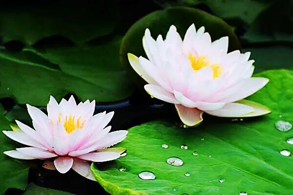 荷花品种大全及名称图片,荷花品种及名称大全图片